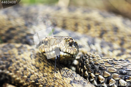 Image of front view of rare meadow viper