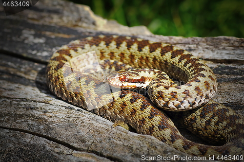 Image of common crossed viper basking in natural habitat