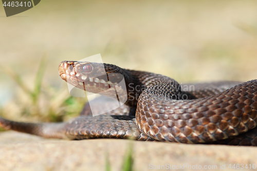 Image of close-up of common european crossed viper