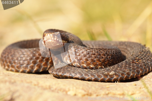 Image of full length european adder