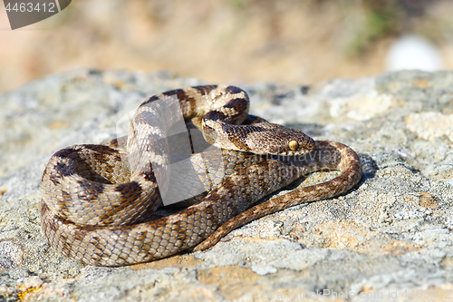 Image of Telescopus fallax basking on a rock