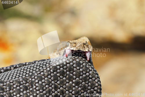 Image of venomous snake bites