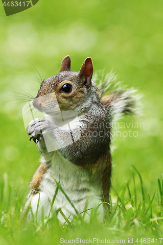 Image of curious grey squirrel on lawn