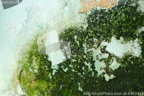 Image of moss growing on damp wall