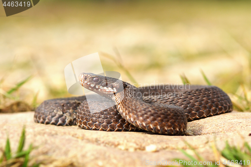 Image of full length common viper basking