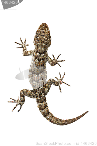 Image of small gecko on white background