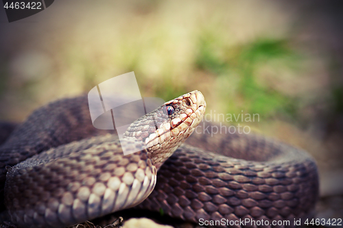 Image of angry european common adder close up