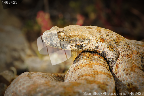 Image of portrait of rarest european venomous snake