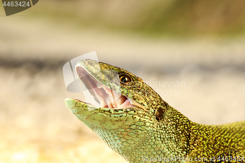 Image of angry male green lizard portrait