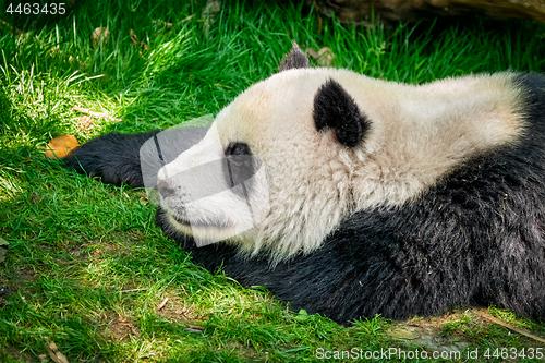 Image of Giant panda bear in China