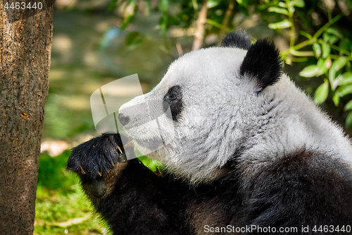 Image of Giant panda bear in China