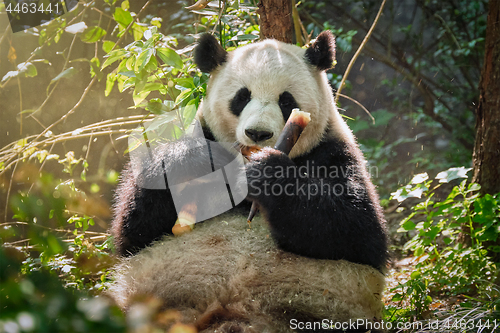 Image of Giant panda bear in China