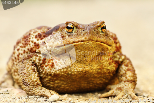 Image of large Bufo bufo on the ground