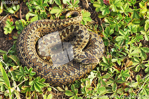 Image of rare meadow viper from Transylvania