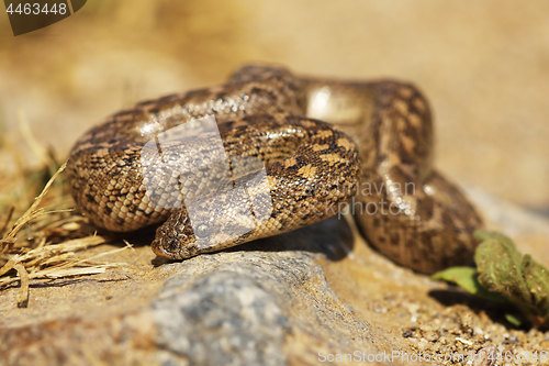 Image of closeup of juvenile javelin sand boa