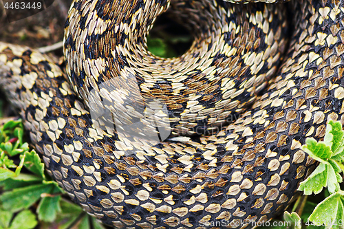 Image of detail of meadow viper pattern
