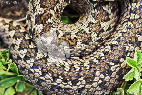 Image of detail of meadow viper pattern