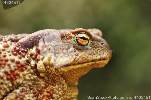 Image of portrait of large common brown toad