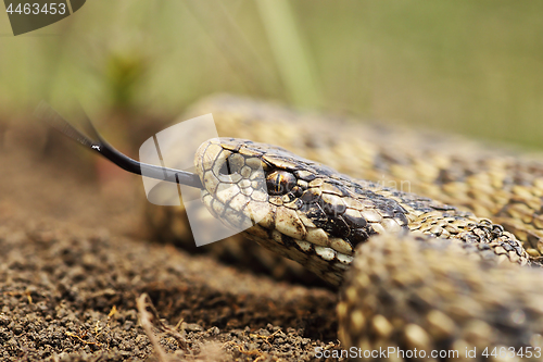 Image of close up of meadow viper