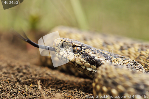 Image of close up of meadow viper