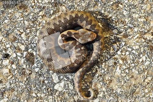 Image of juvenile Vipera ammodytes montandoni