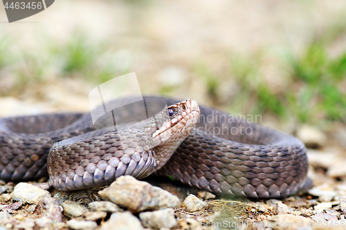 Image of Vipera berus ready to strike