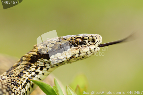 Image of macro portrait of rare meadow viper