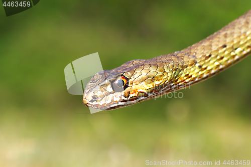 Image of Malpolon insignitus, detail of head