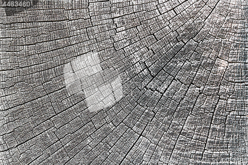 Image of texture of oak wood section