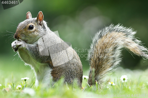 Image of grey squirrel eating nut in the park