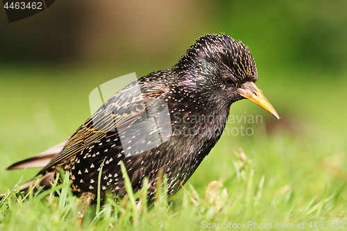 Image of motley starling on lawn