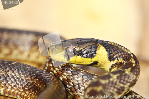 Image of beautiful juvenile aesculapian snake