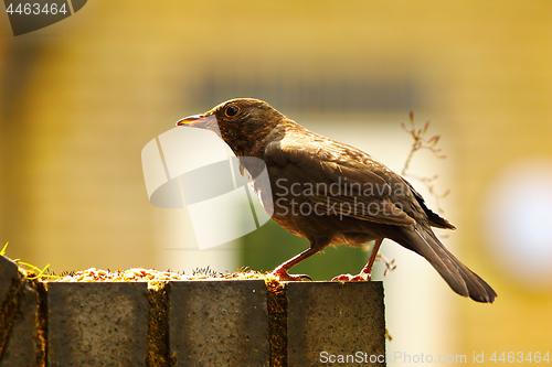 Image of common blackbird in beautiful light