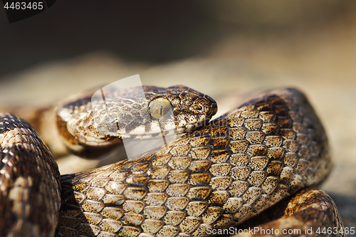 Image of macro shot of juvenile cat snake