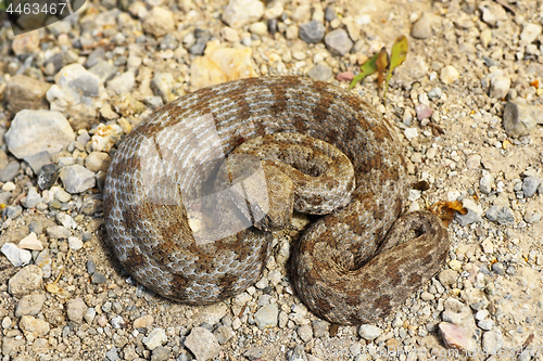 Image of full length Macrovipera lebetina schweizeri in natural habitat