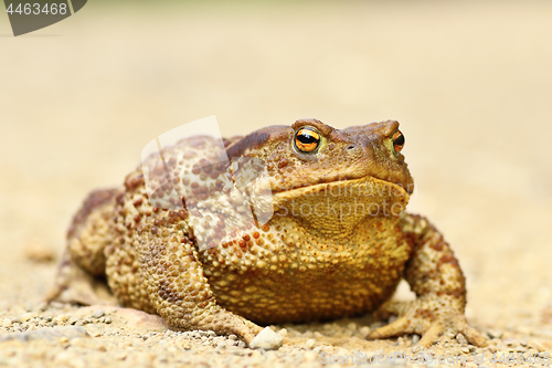 Image of large female Bufo bufo