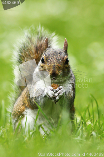 Image of curious cute grey squirrel eating nut on lawn