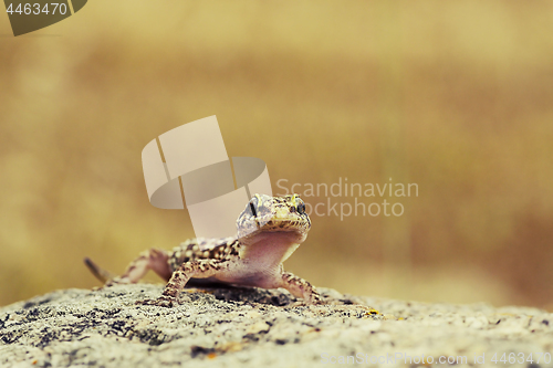 Image of cute curious gecko