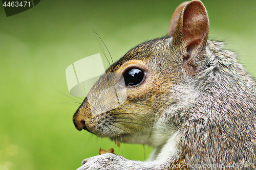 Image of closeup of grey squirrel