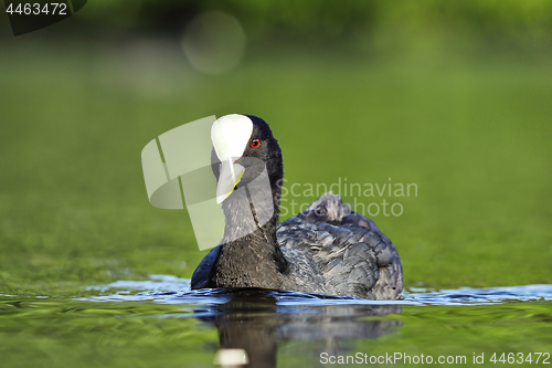 Image of black coot on water surface