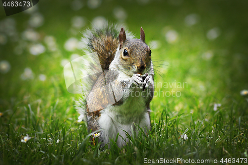 Image of cute grey squirrel eating nut on lawn
