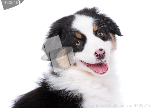 Image of Australian Shepherd puppy