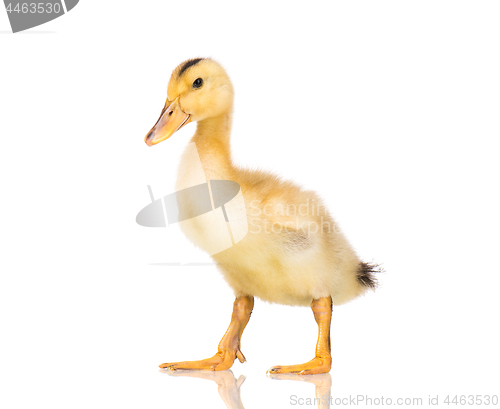 Image of Cute newborn duckling