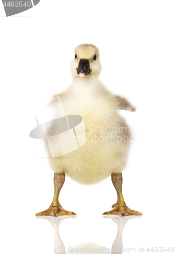 Image of Cute newborn gosling