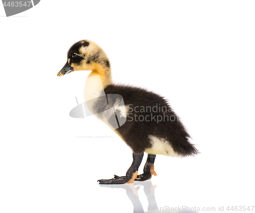 Image of Cute newborn duckling