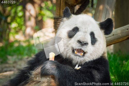 Image of Giant panda bear in China