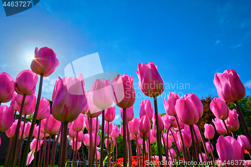 Image of Blooming tulips against blue sky low vantage point