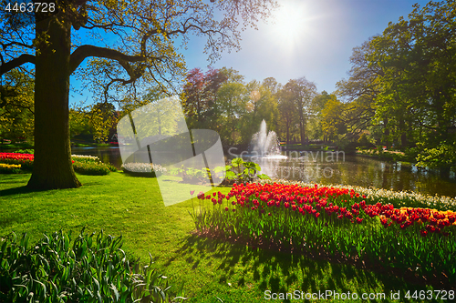 Image of Keukenhof flower garden. Lisse, the Netherlands.