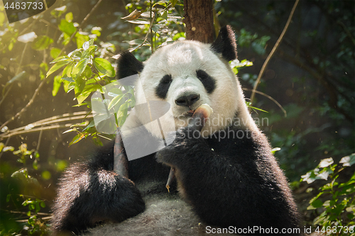 Image of Giant panda bear in China