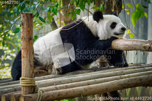 Image of Giant panda bear in China